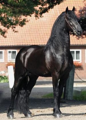 konik.jpg