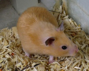 Obrázok
